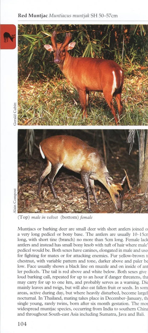 A Photographic guide to Mammals of South East Asia - Francis, C., M. 2013